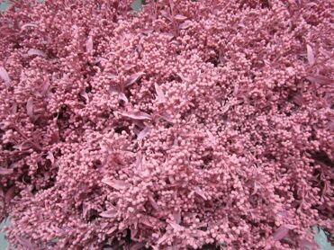 Solidago Rose