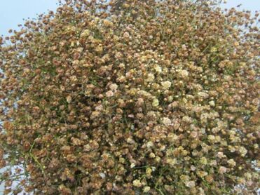 Gypsophila Brownie