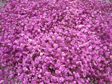 Gypsophila Cerise