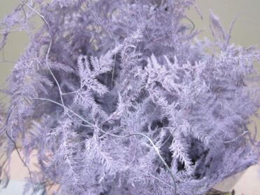 Asparagus Long Lavender