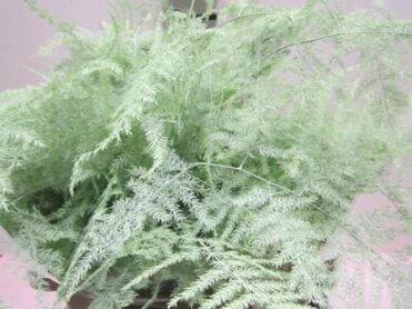 Asparagus Long Mint Green