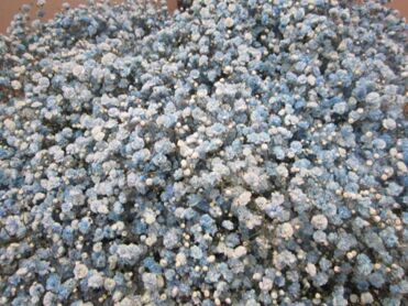 Gypsophila Light Blue