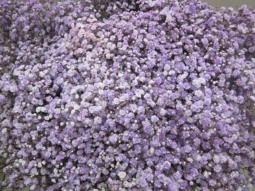Gypsophila Milka