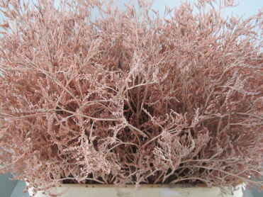 Limonium Salmon