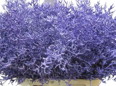 Limonium Purple