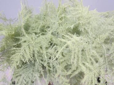 Asparagus 1st Feathers Cream