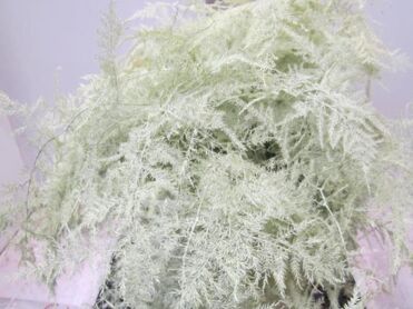Asparagus Extra Feathers Cream