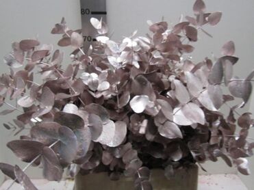 Feuille D'euca Champagne
