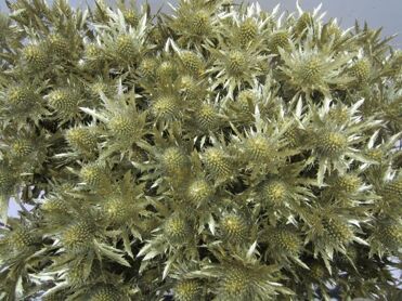 Eryngium Orion Gold