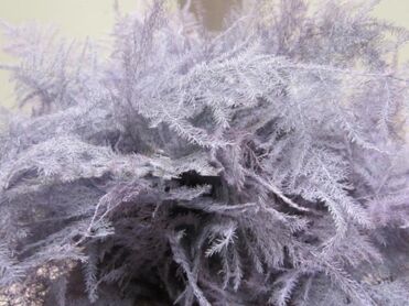 Asparagus 1st Feathers Lavender