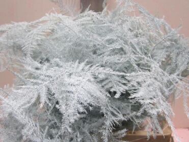 Asparagus Extra Feathers White
