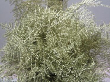 Asparagus Extra Feathers Gold