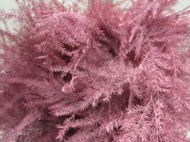 Asparagus 1st Feathers Rose