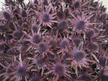 Eryngium Orion Aubergine