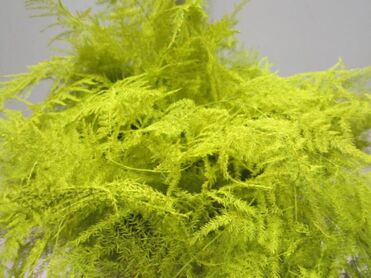 Asparagus Extra Feathers Yellow