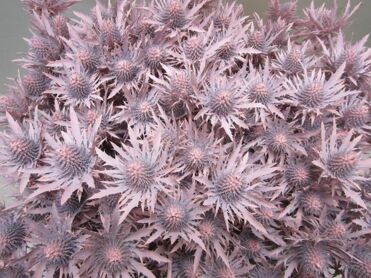 Eryngium Orion Light Rose