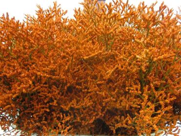 Limonium Orange