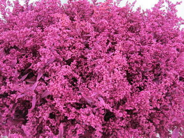 Solidago Cerise