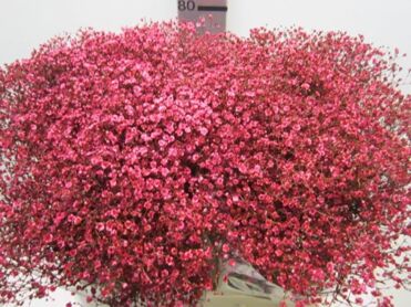 Gypsophila Million Star Cerise