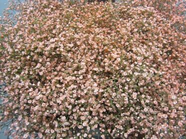 Gypsophila Million Star Apricot