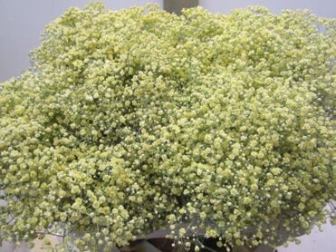 Gypsophila Million Star Cream