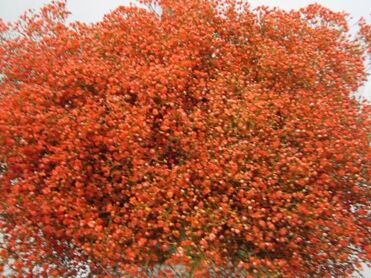 Gypsophila Million Star Coral