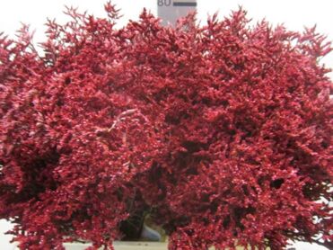 Limonium Bordeaux