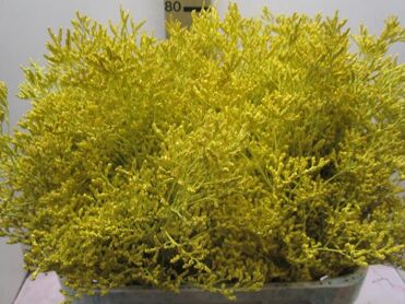Limonium Yellow