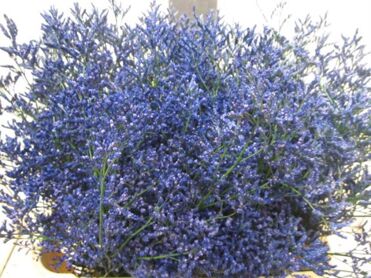 Limonium Blue