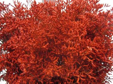 Limonium Red