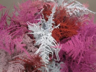 Asparagus 1st Feathers Love Mix