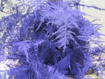 Asparagus Extra Feathers Purple