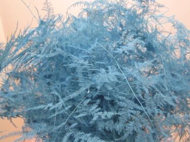 Asparagus Long Ice Blue
