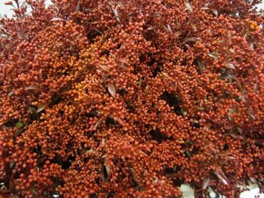 Solidago Bordeaux
