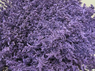 Solidago Purple