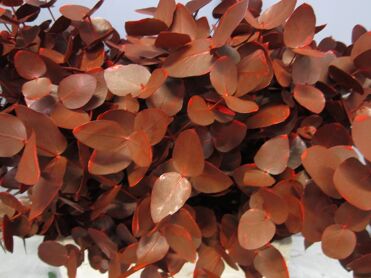 Feuille D'euca Rouge