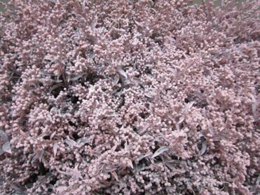 Solidago Light Pink