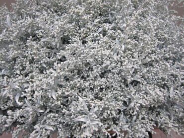 Solidago White