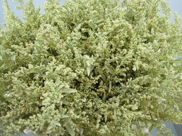 Solidago Cream