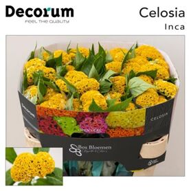 Celosia Act Inca Yellow