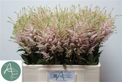 Astilbe Europa