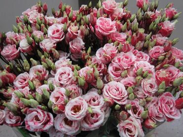 Eustoma Double Rosi Rouge
