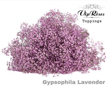 Gypsophila Lavendel