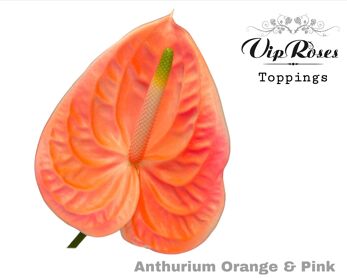 Ant A Orange & Pink
