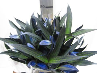 Lily Or Blue