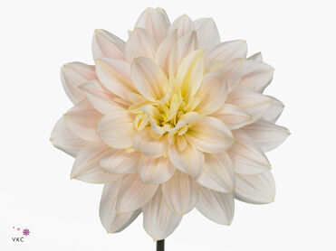 Dahlia Diana's Memory