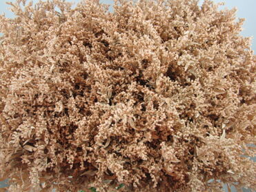Solidago Salmon