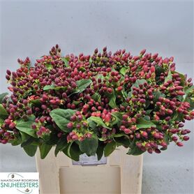 Hypericum Magical Excellent Spray