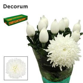 Chrysant Blooms Stravina