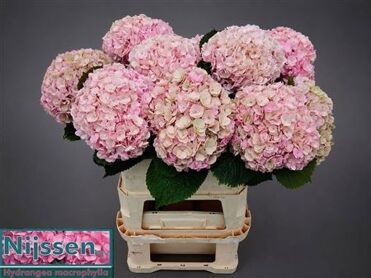 Hydrangea Adora Classic